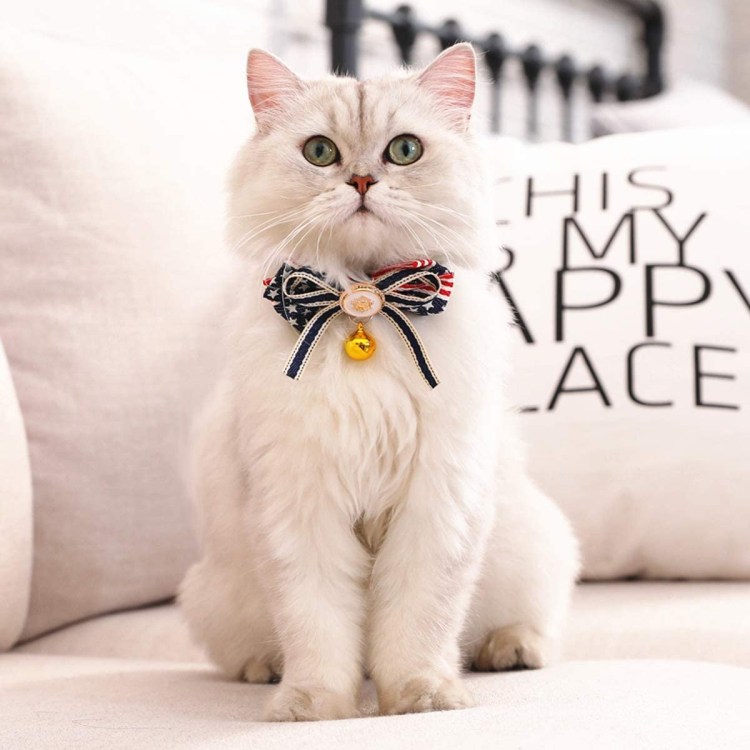 Кот с бантиком на шее