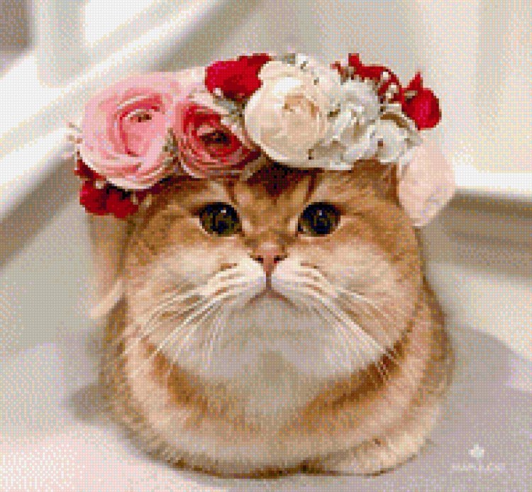 Котик с венком