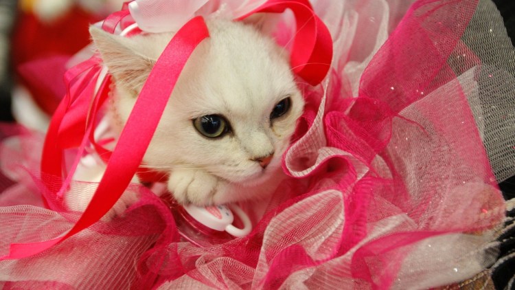 Котенок с бантиком