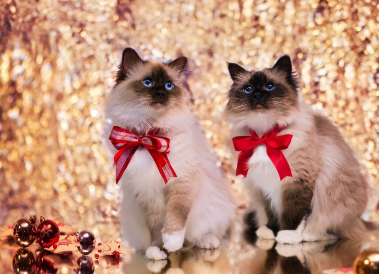 Коты с бантиками