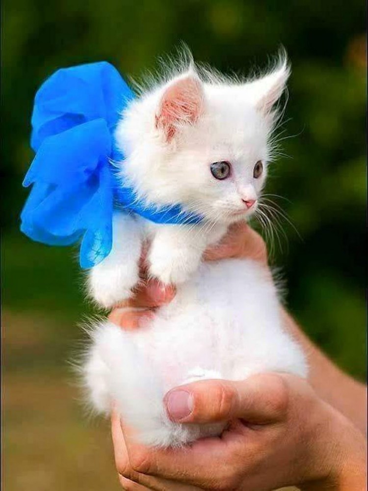 Кошка с бантиком