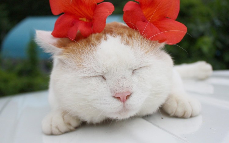 Котик с цветочком