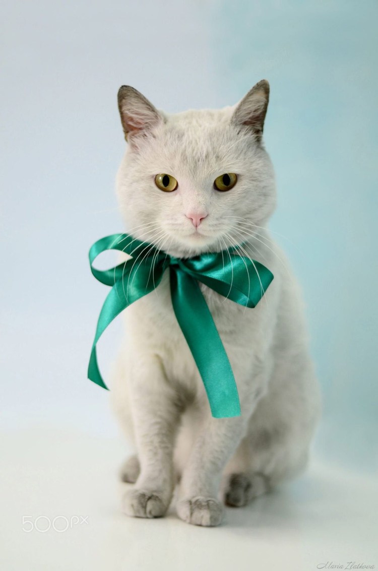 Кот в бинтах