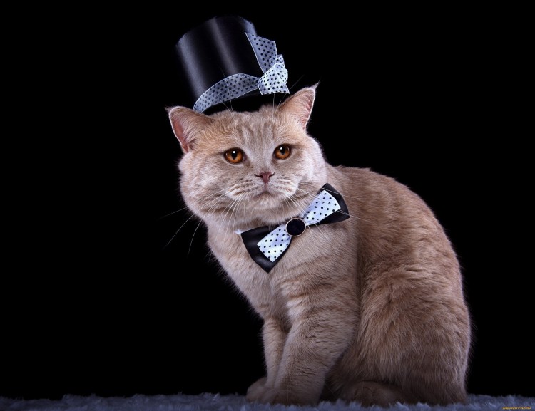 Кот в галстуке