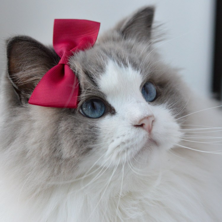 Кошка Аврора Рэгдолл