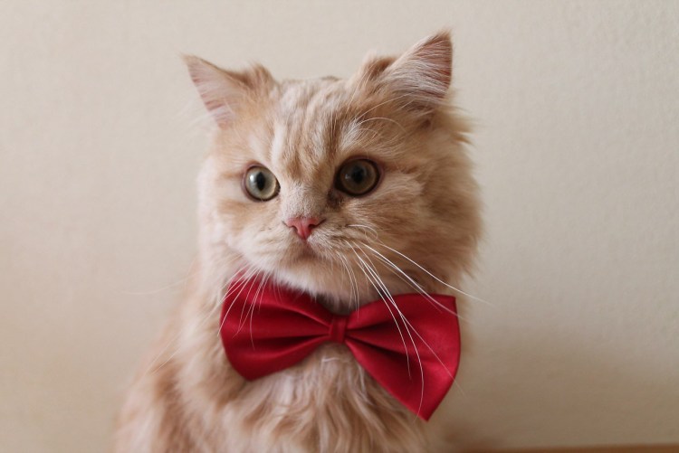 Кот в бинтах