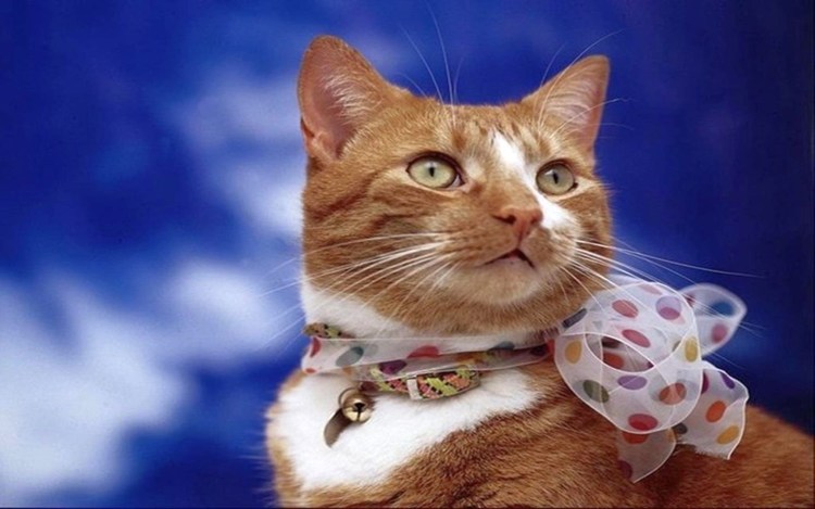 Элегантные коты