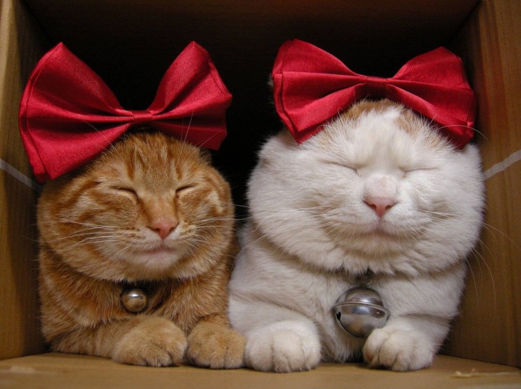 Кот в бинтах