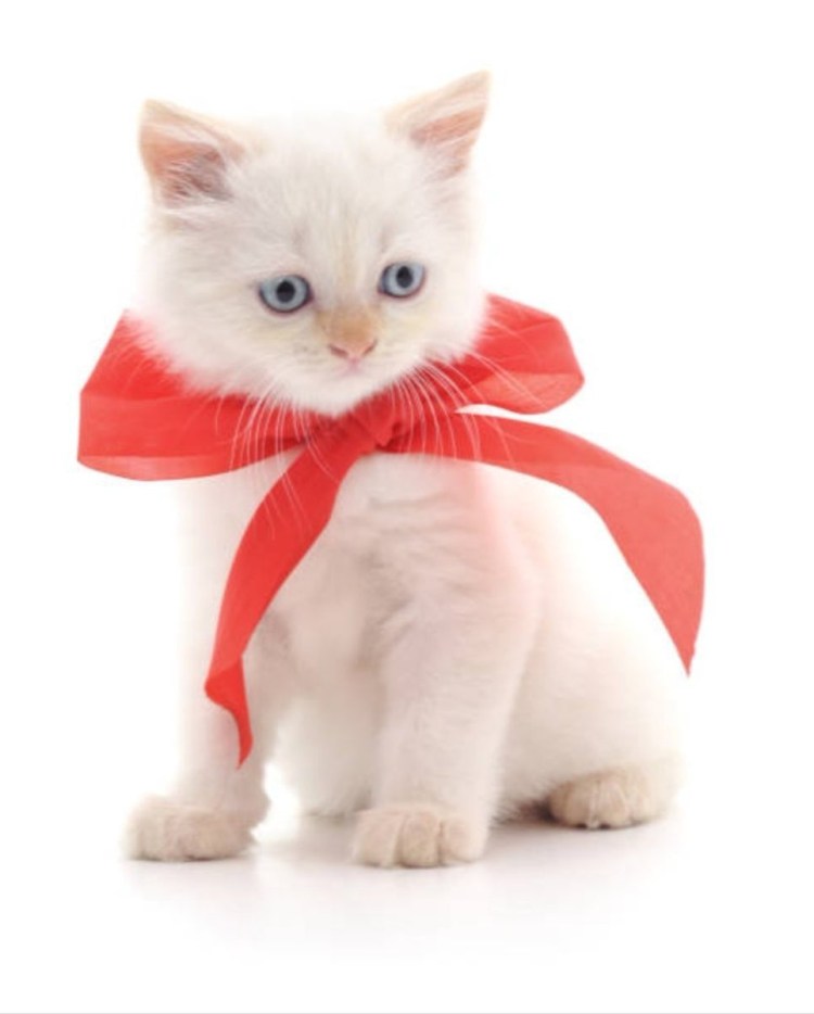Котик с бантиком
