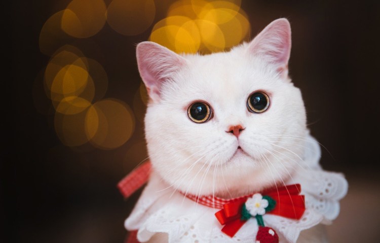 Белая кошечка с бантиком