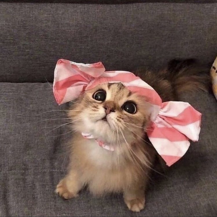 Котенок с бантиком