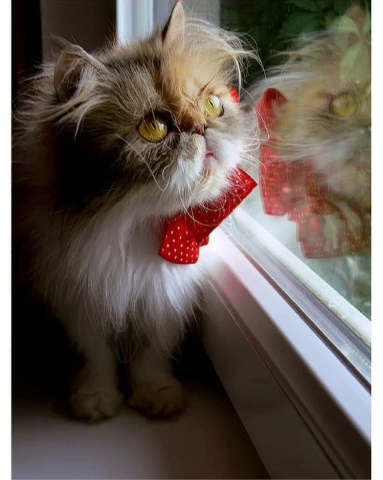 Кот с бантиком