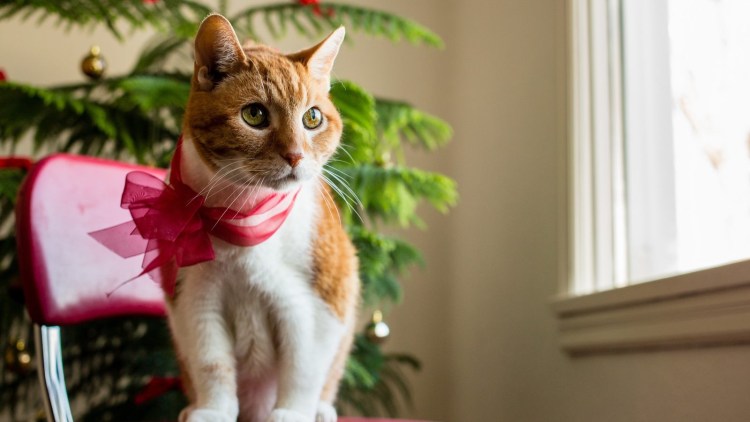 Наряженная кошка