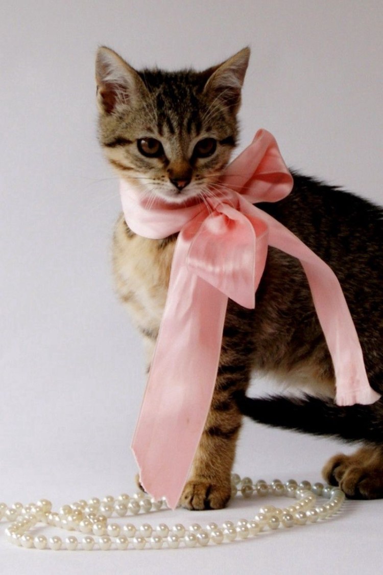 Кошка в бусах