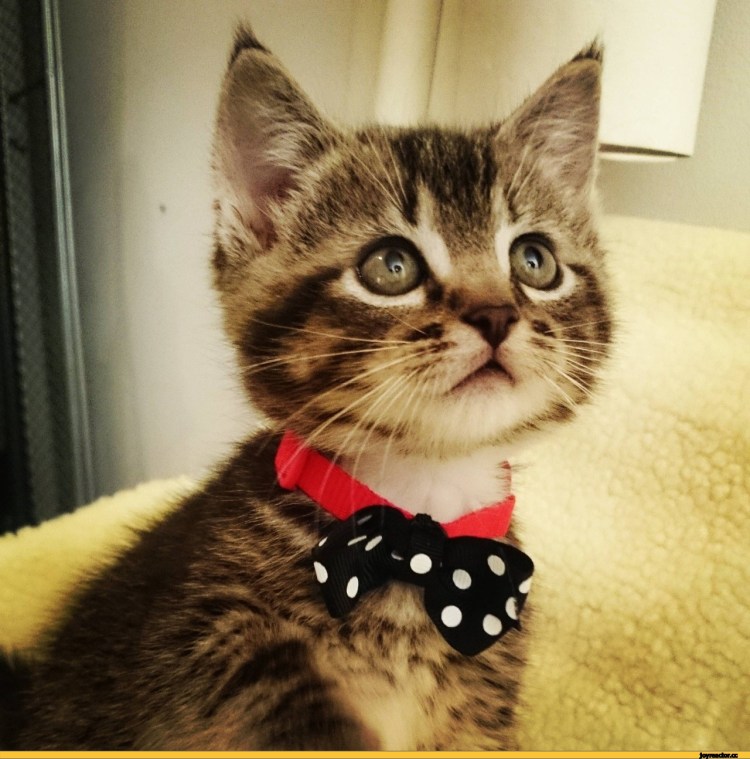 Крутые коты