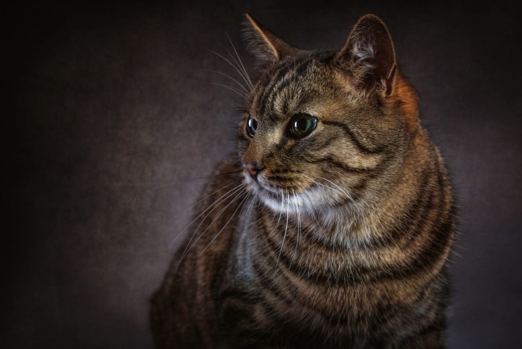 Коричневый полосатый кот