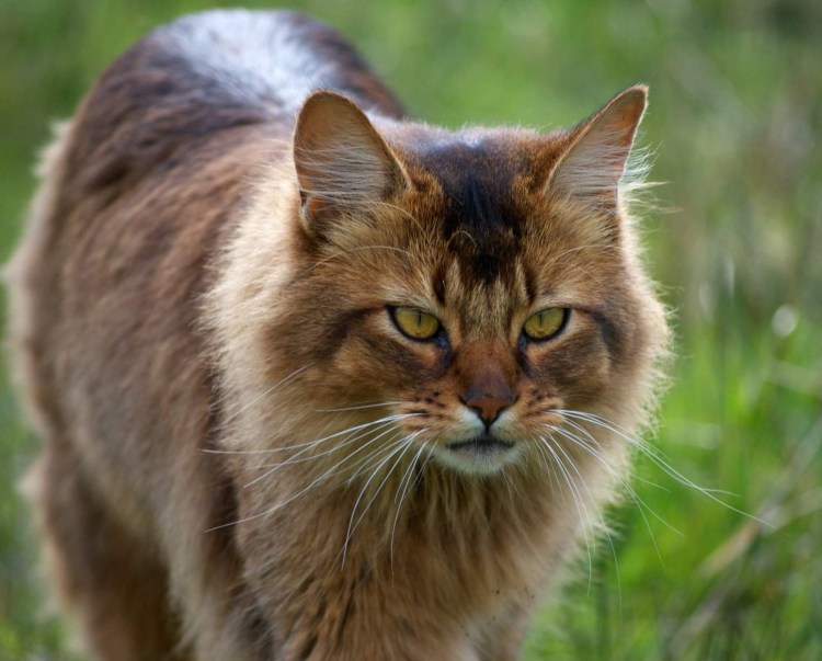 Крапчатый тёмно-бурый кот