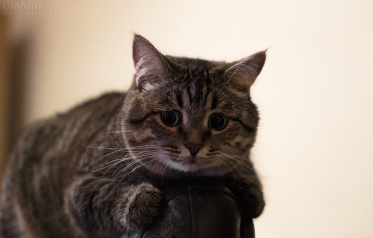 Кот метис полосатый