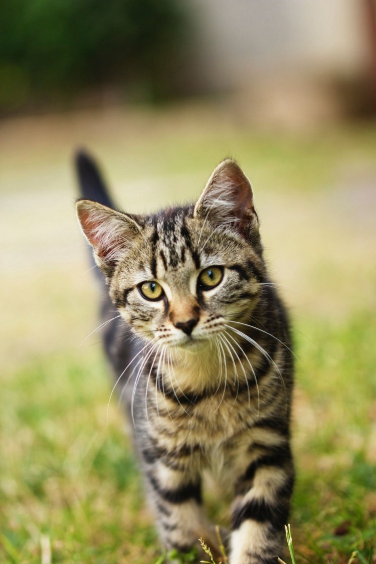 Котята табби