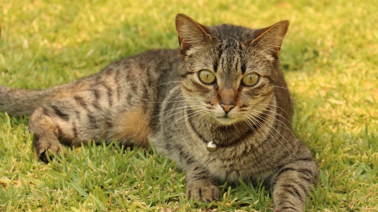 Агути табби