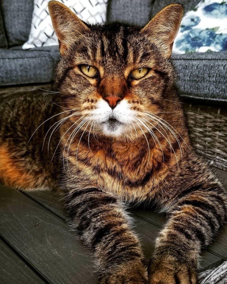 Коричневый полосатый кот