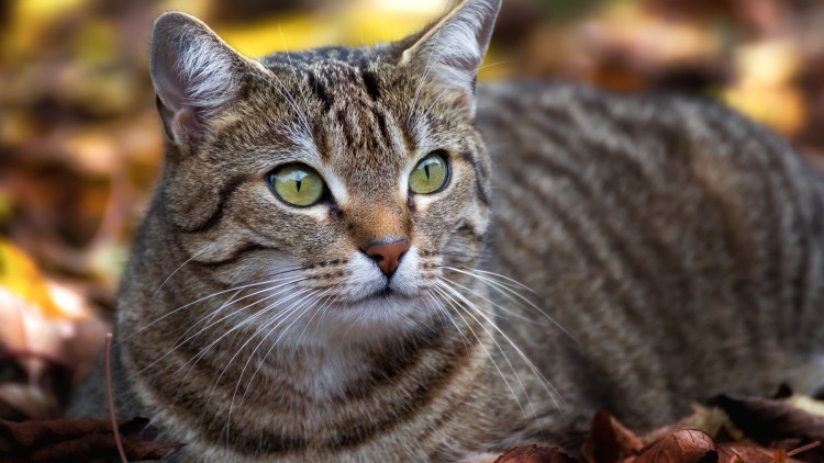 Тайгер серая кошка