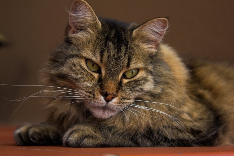 Коричневый пушистый кот