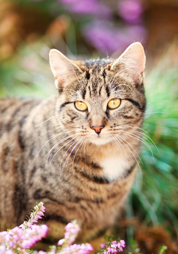 Полосатые коты