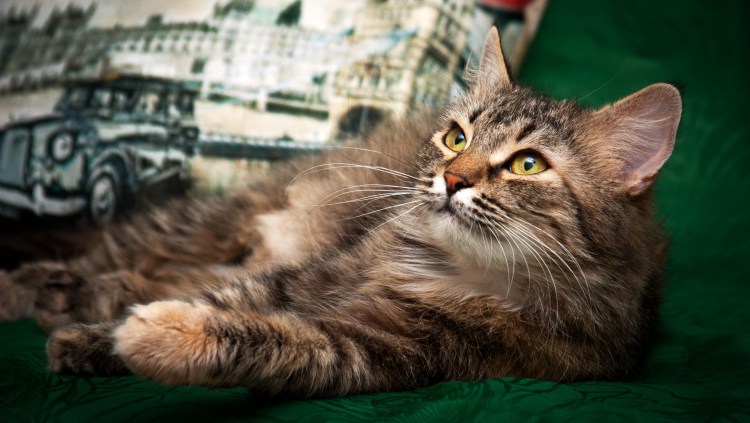 Сибирский кот полосатый