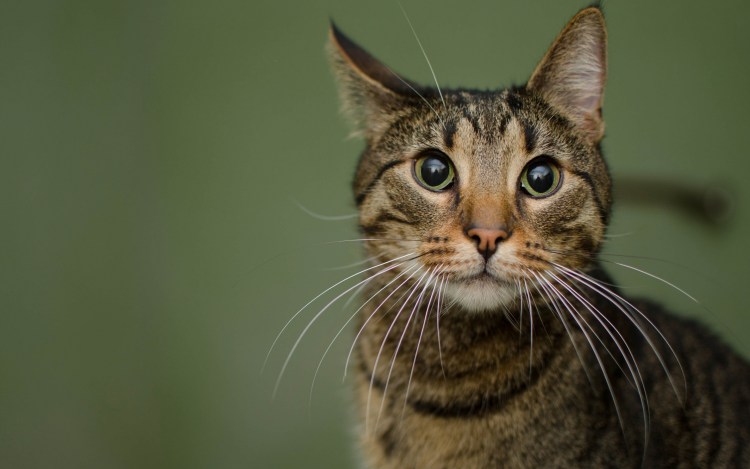 Удивленный кот