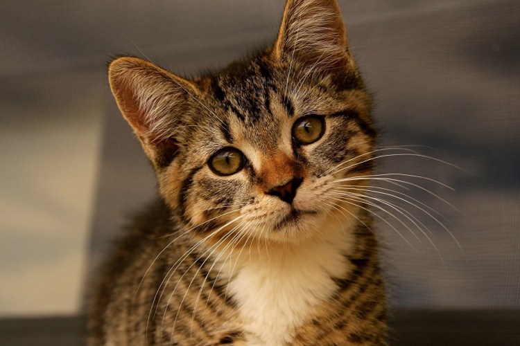 Кошка с коричневыми глазами