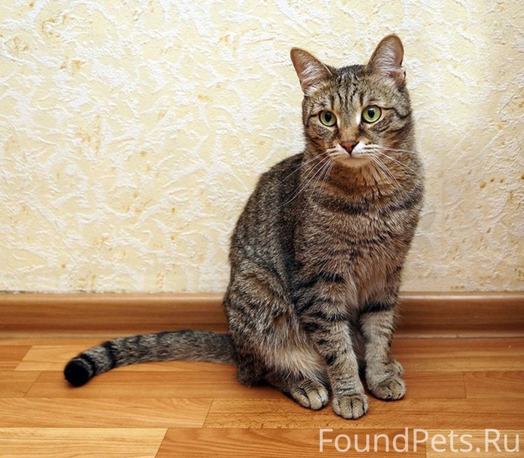 Европейская короткошерстная табби тигровый
