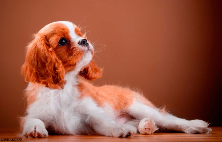 Кинг Чарльз спаниель курносый