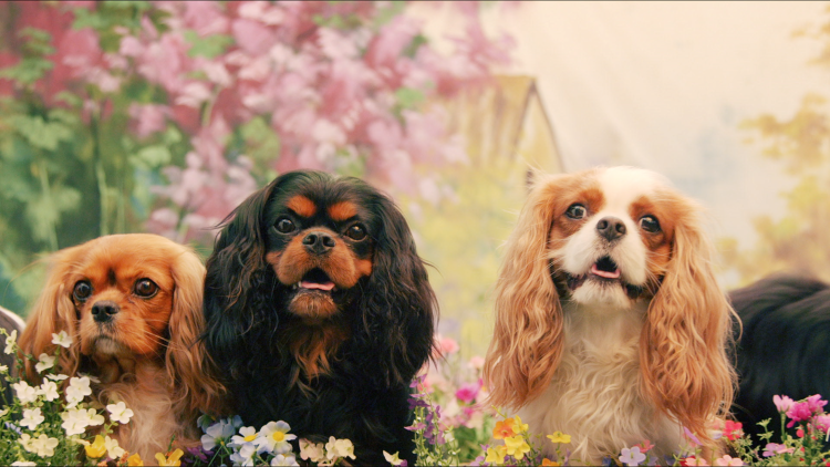 Кавалер Кинг Чарльз спаниель