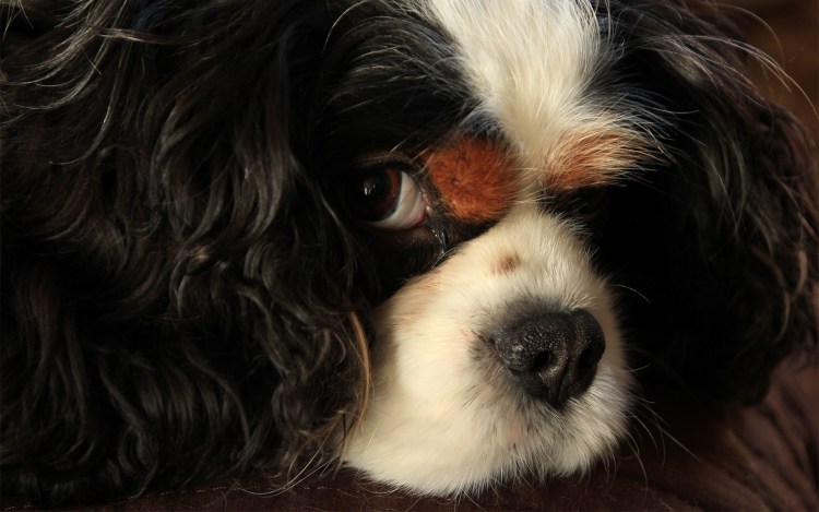 Кинг Чарльз спаниель морда