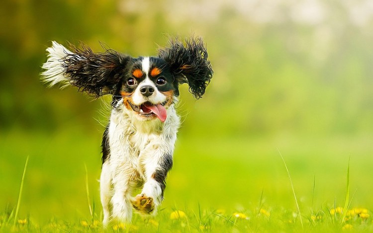 Кавалер Кинг Чарльз спаниель кавалер Кинг Чарльз спаниель