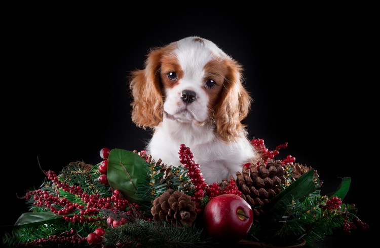 Кавалер Кинг Чарльз спаниель щенки