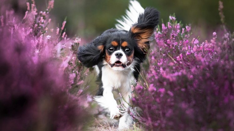 Кинг Чарльз спаниель бежит