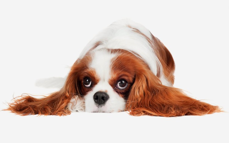 Кинг Чарльз спаниель