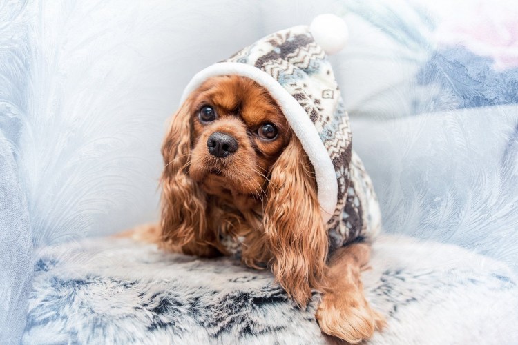 Новогодний кавалер Кинг Чарльз спаниель