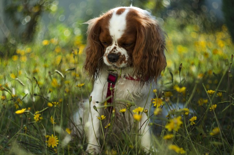 Кавалер Кинг Чарльз спаниель летний