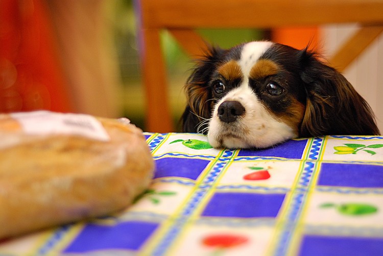 Кинг Чарльз спаниель ест