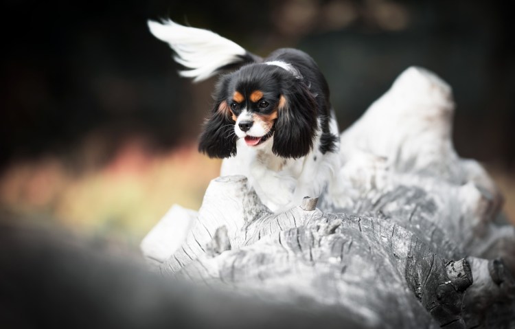 Спринг Чарльз спаниель