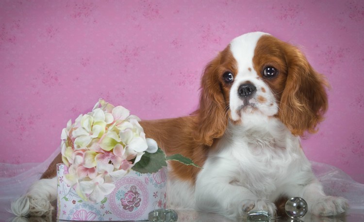 Кинг Чарльз спаниель