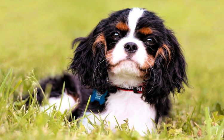 Кинг Чарльз спаниель мини