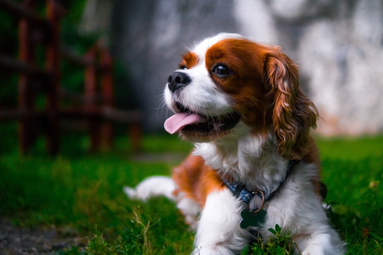 Кинг Чарльз спаниель мини