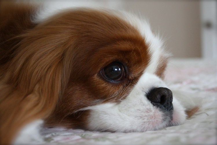 Кинг Чарльз спаниель обои