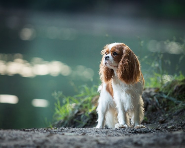 Кавалер-Кинг-Чарльз-спаниель Несса