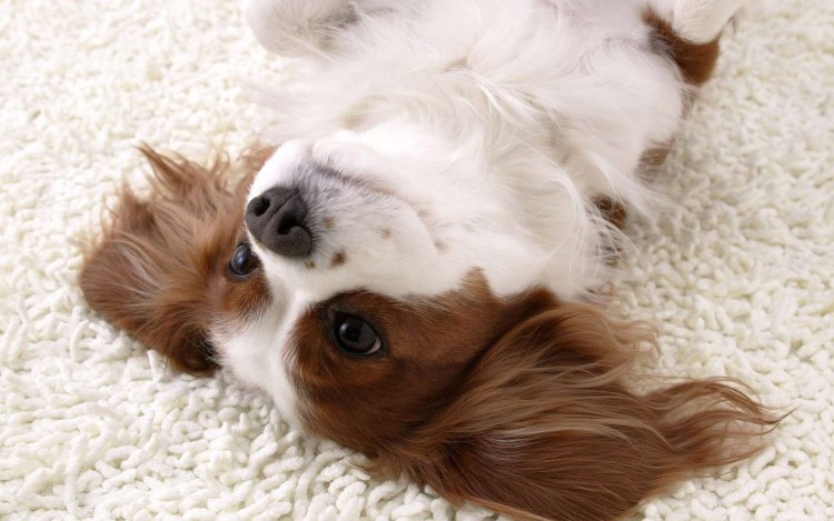 Кинг Чарльз спаниель обои