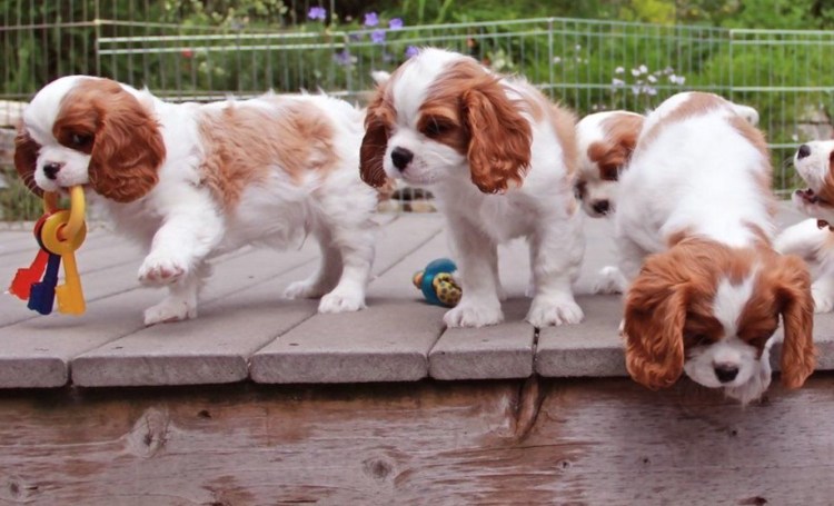 Кавалер Кинг Чарльз терьер